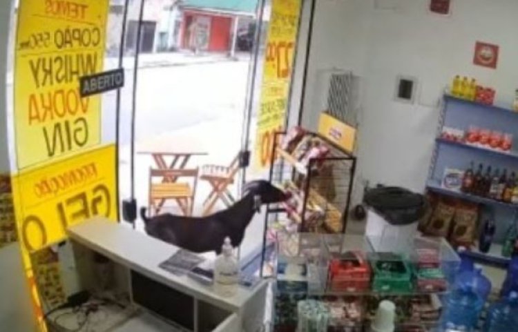 "Na manha": bode invade loja e ‘furta’ salgadinho e vídeo viraliza na internet