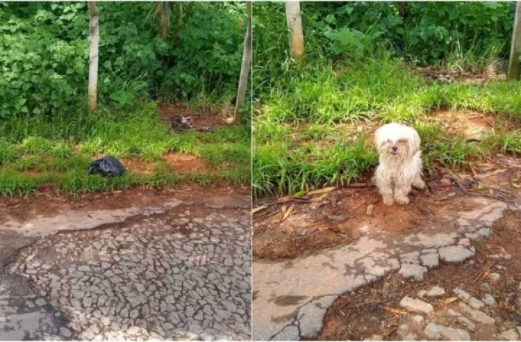 Cachorrinha morre após ser abandonada em saco de lixo