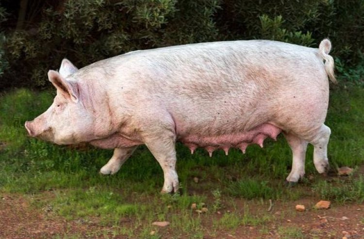 Porco mata açougueiro momentos antes de ser abatido