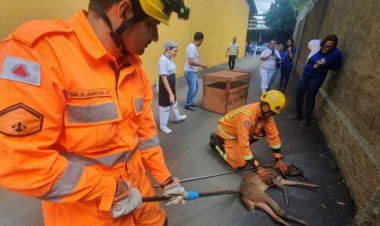 Veado é capturado pelo Corpo de Bombeiros em pátio de supermercado em Sete Lagoas