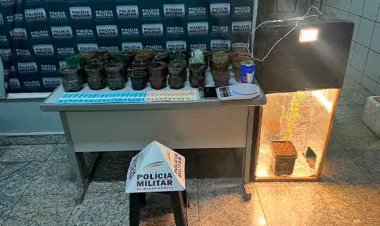 PM apreende 38 pés de maconha e estufa em casa de Sete Lagoas