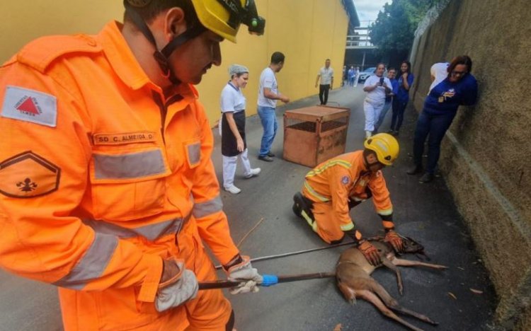 Veado é capturado pelo Corpo de Bombeiros em pátio de supermercado em Sete Lagoas