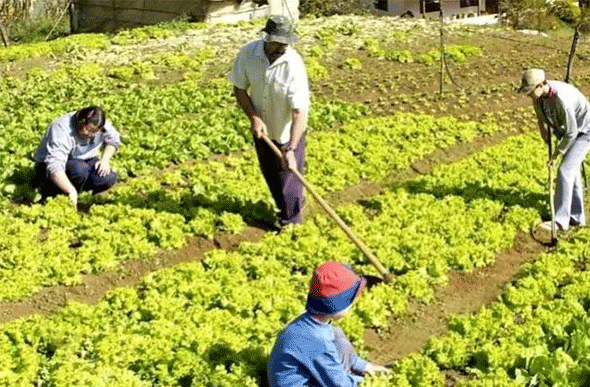 Produtores rurais terão mais prazo para emitir o Cadastro da Agricultura Familiar