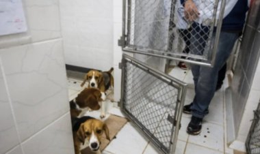 Brasil proíbe uso de animais vertebrados em testes de cosméticos