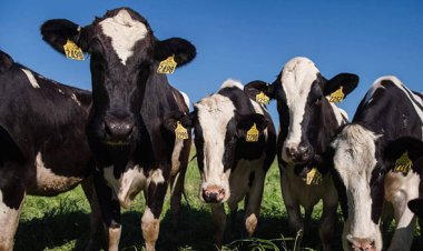 Caso de vaca louca no Pará leva à suspensão da importação de carne bovina do Brasil por vários países