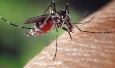 Qdenga: nova vacina para a prevenção da dengue é aprovada pela Anvisa