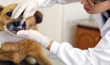 PL propõe que Pet shops e clínicas deverão denunciar suspeita de maus-tratos contra animais