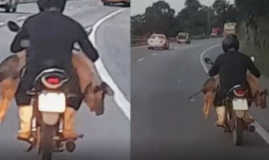 Só um rolê: porco passeia de moto em rodovia na BR-381 em Minas