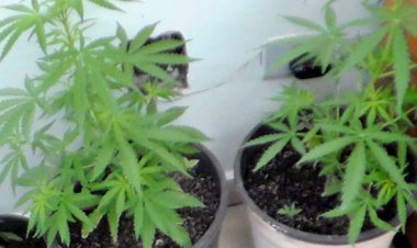 PL quer a distribuição gratuita no SUS de remédios à base de canabidiol