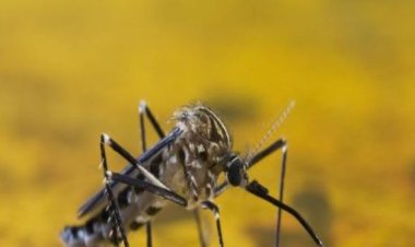 Dengue e Chikungunya: Qual é a diferença e como se proteger