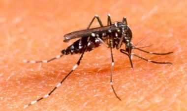 Minas terá 'fábrica de mosquitos' para combater dengue, chikungunya e zika