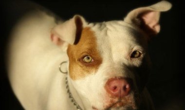 Pitbull ataca criança de 2 anos em Prudente de Morais
