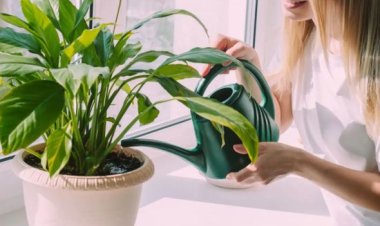Variedades: plantas sofrem e ficam estressadas quando estão sem água ou são cortadas