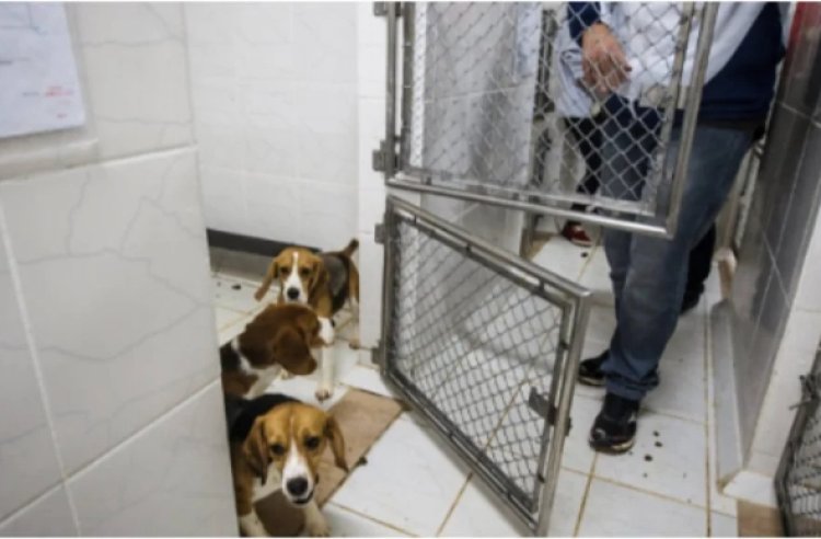 Brasil proíbe uso de animais vertebrados em testes de cosméticos