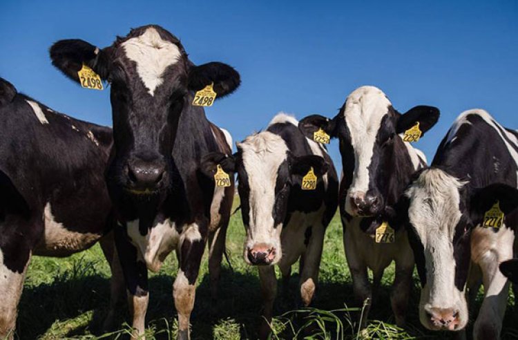 Caso de vaca louca no Pará leva à suspensão da importação de carne bovina do Brasil por vários países