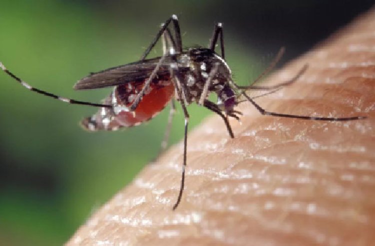 Qdenga: nova vacina para a prevenção da dengue é aprovada pela Anvisa