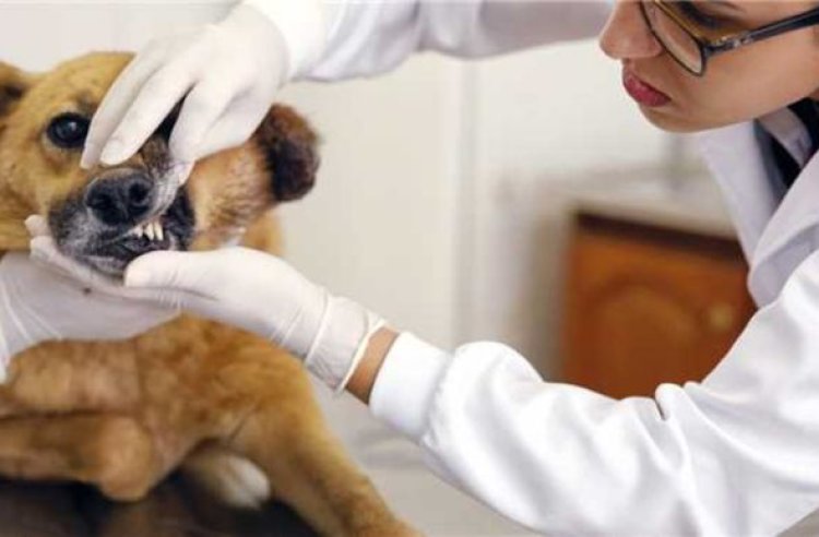 PL propõe que Pet shops e clínicas deverão denunciar suspeita de maus-tratos contra animais
