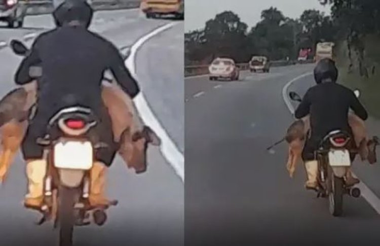 Só um rolê: porco passeia de moto em rodovia na BR-381 em Minas