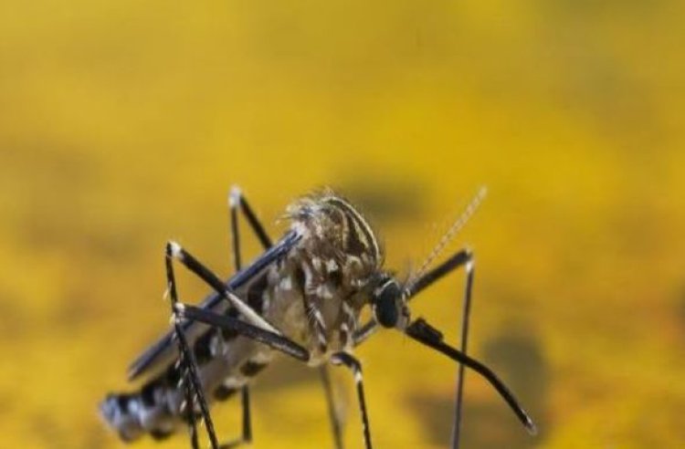 Dengue e Chikungunya: Qual é a diferença e como se proteger