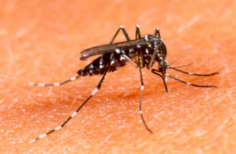 Minas terá 'fábrica de mosquitos' para combater dengue, chikungunya e zika