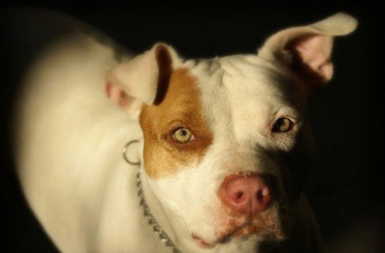 Pitbull ataca criança de 2 anos em Prudente de Morais