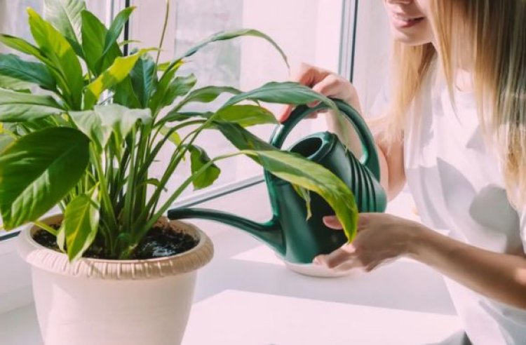 Variedades: plantas sofrem e ficam estressadas quando estão sem água ou são cortadas