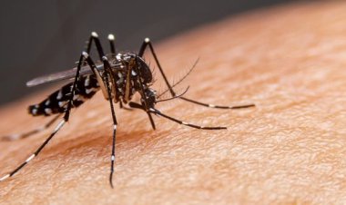Alerta: MG passa de 100 mil casos confirmados de dengue e mortes crescem 25% em sete dias
