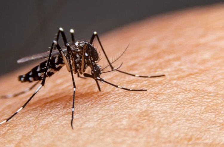 Alerta: MG passa de 100 mil casos confirmados de dengue e mortes crescem 25% em sete dias