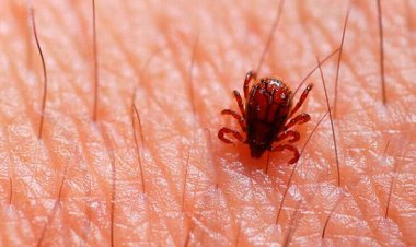 Brasil registra 49 casos de febre maculosa em 2023, com seis mortes; Saiba quais são os sintomas, tratamento e prevenção