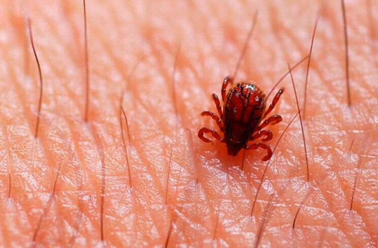 Brasil registra 49 casos de febre maculosa em 2023, com seis mortes; Saiba quais são os sintomas, tratamento e prevenção