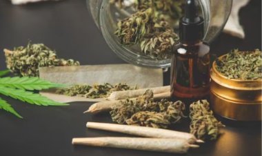 Descriminalização x legalização da maconha: entenda o que está em discussão no STF
