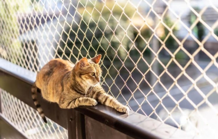 8 vantagens de criar um gato em um apartamento