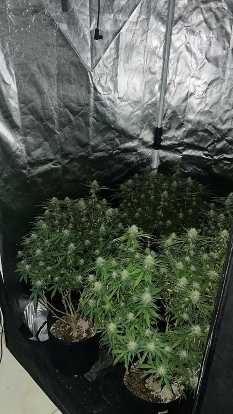 Polícia fecha laboratório de maconha na Grande BH