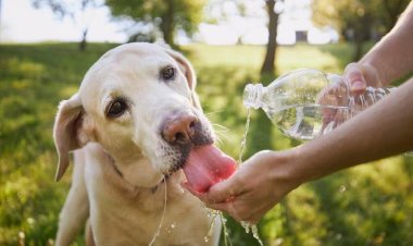 Onda de calor: 5 dicas para cuidar do seu pet em dias quentes