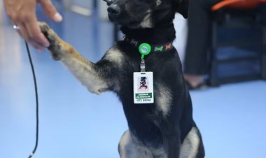 Vira-lata é adotado por funcionários de hospital e se torna 1º 'cão hospitalar' da rede municipal de saúde em SP