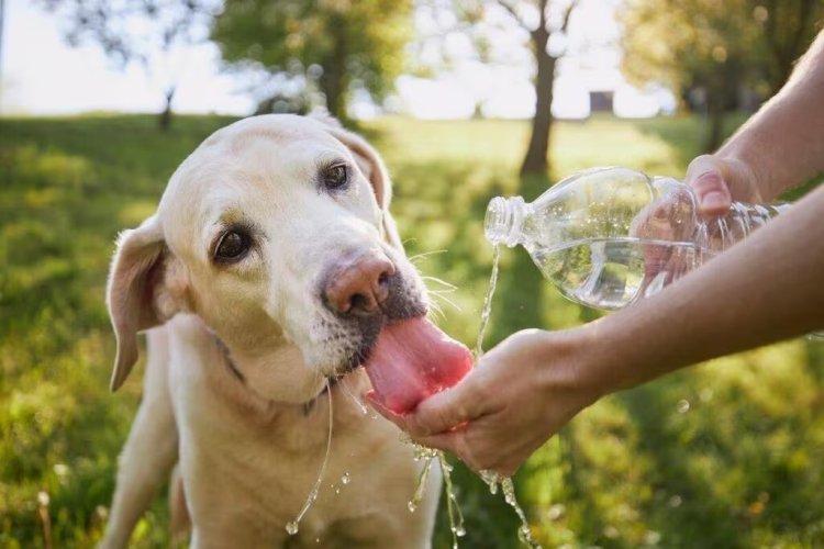 Onda de calor: 5 dicas para cuidar do seu pet em dias quentes