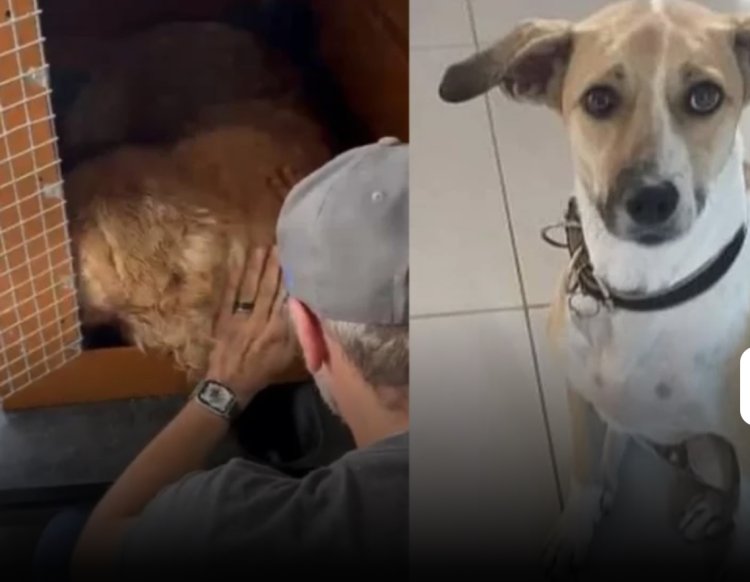 Não é a 1ª vez: companhia responsável por morte de cão também perdeu outro animal há 2 anos