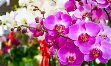 Casarão recebe 81ª Exposição Nacional de Orquídeas, Cactos e Suculentas de 6 a 8 de dezembro