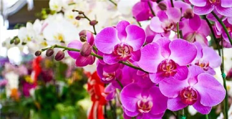 Casarão recebe 81ª Exposição Nacional de Orquídeas, Cactos e Suculentas de 6 a 8 de dezembro