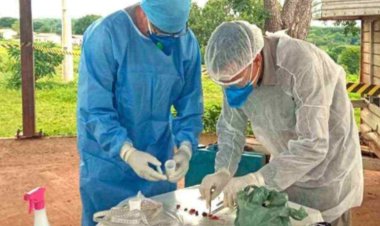 Suspeita de febre amarela em macacos no Norte de Minas aumenta alerta para a doença no estado