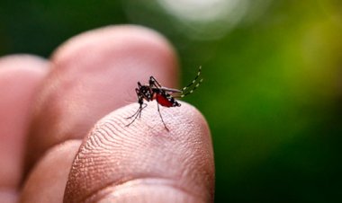 Casos de dengue por sorotipo 3 crescem no Brasil: saiba o que muda com a nova onda da doença