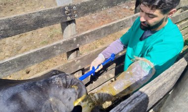 Programa +Pecuária Brasil impulsiona produção agropecuária em Sete Lagoas