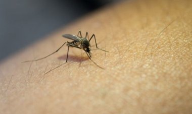 Minas registra primeiras mortes por dengue em 2025: divergência entre Ministério da Saúde e SES-MG gera alerta