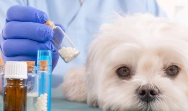Lei que cria Farmácia Veterinária Popular é aprovada em Sete Lagoas