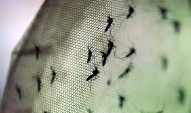 Surto: Brasil registra 60 mil casos prováveis de dengue em cinco dias