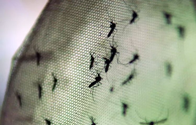 Após 2024 com surtos de arboviroses, Sete Lagoas ainda tem índice de infestação acima do ideal