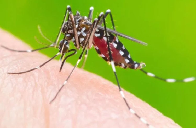 Secretaria estadual de saúde atualiza número de casos de dengue e chikungunya em Sete Lagoas