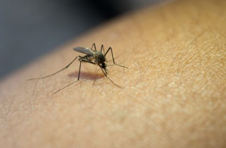 Minas registra primeiras mortes por dengue em 2025: divergência entre Ministério da Saúde e SES-MG gera alerta