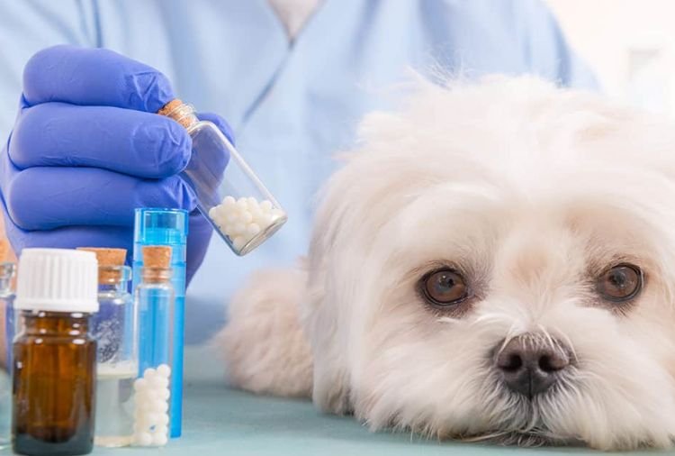 Lei que cria Farmácia Veterinária Popular é aprovada em Sete Lagoas
