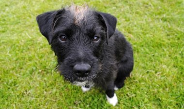 Feira de Adoção de Pets acontece neste domingo na Lagoa do Boa Vista